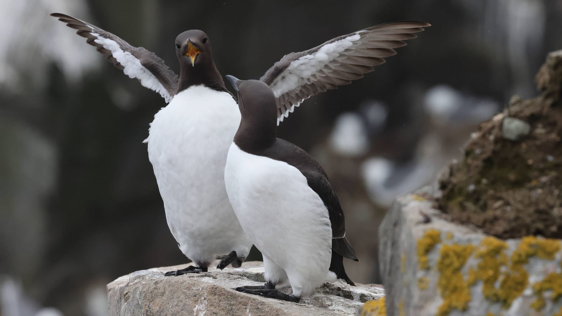 Ein Trottellummen-Paar: Der Meeresvogel kommt nur zum Brüten an Land. Beim ersten Hinsehen erinnert sein Gefieder an das eines Pinguins.