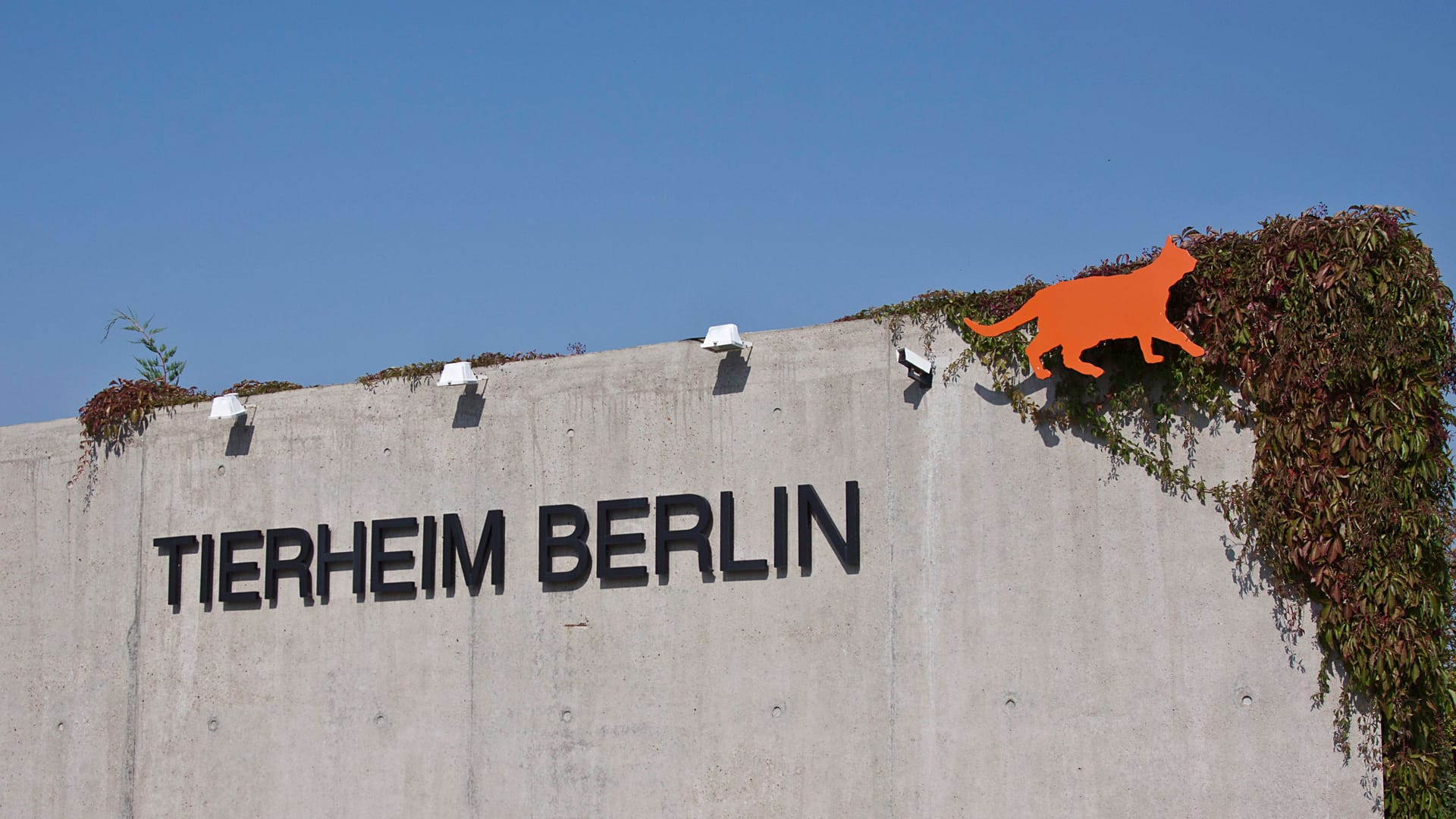 Tierheim Berlin in Lichtenberg (Symbolbild): Im Berliner Tierheim sind Tauben an der Newcastle-Krankheit gestorben.