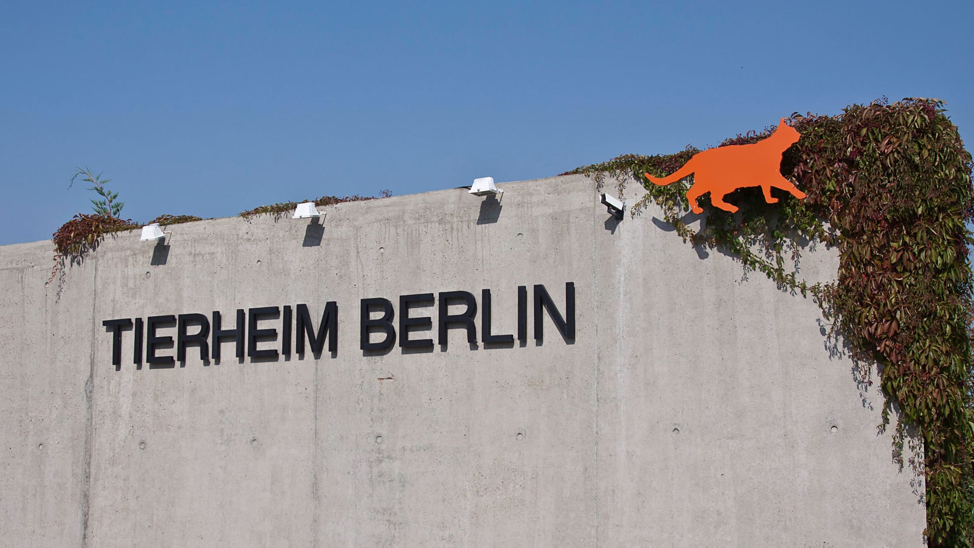 Tierheim Berlin in Lichtenberg (Symbolbild): Im Berliner Tierheim sind Tauben an der Newcastle-Krankheit gestorben.