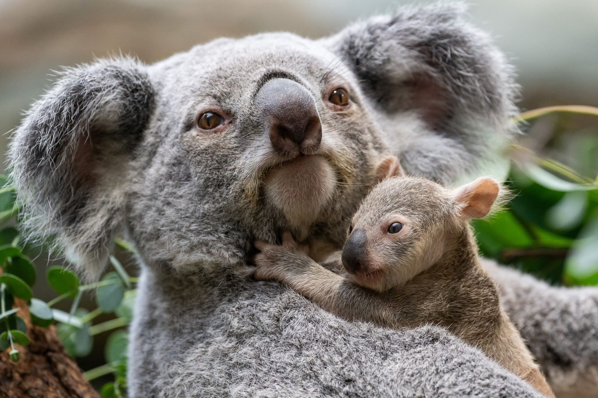 Baby-Koala in der Stuttgarter Wilhelma