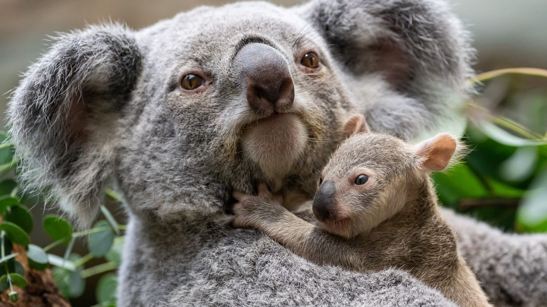 Baby-Koala in der Stuttgarter Wilhelma