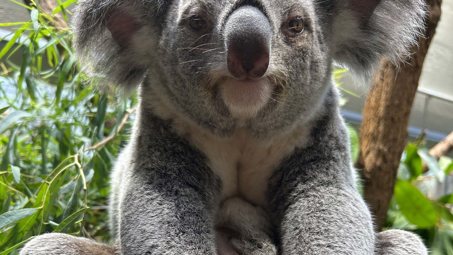 Koala-Nachwuchs in Stuttgart