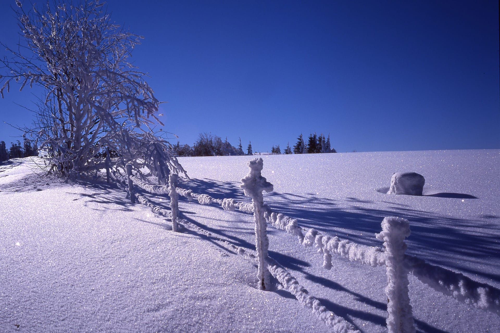 Solch eine Winterlandschaft wird in Deutschland zur Seltenheit: Der deutsche Winter hat in den letzten zehn Jahren 18 Frosttage verloren.