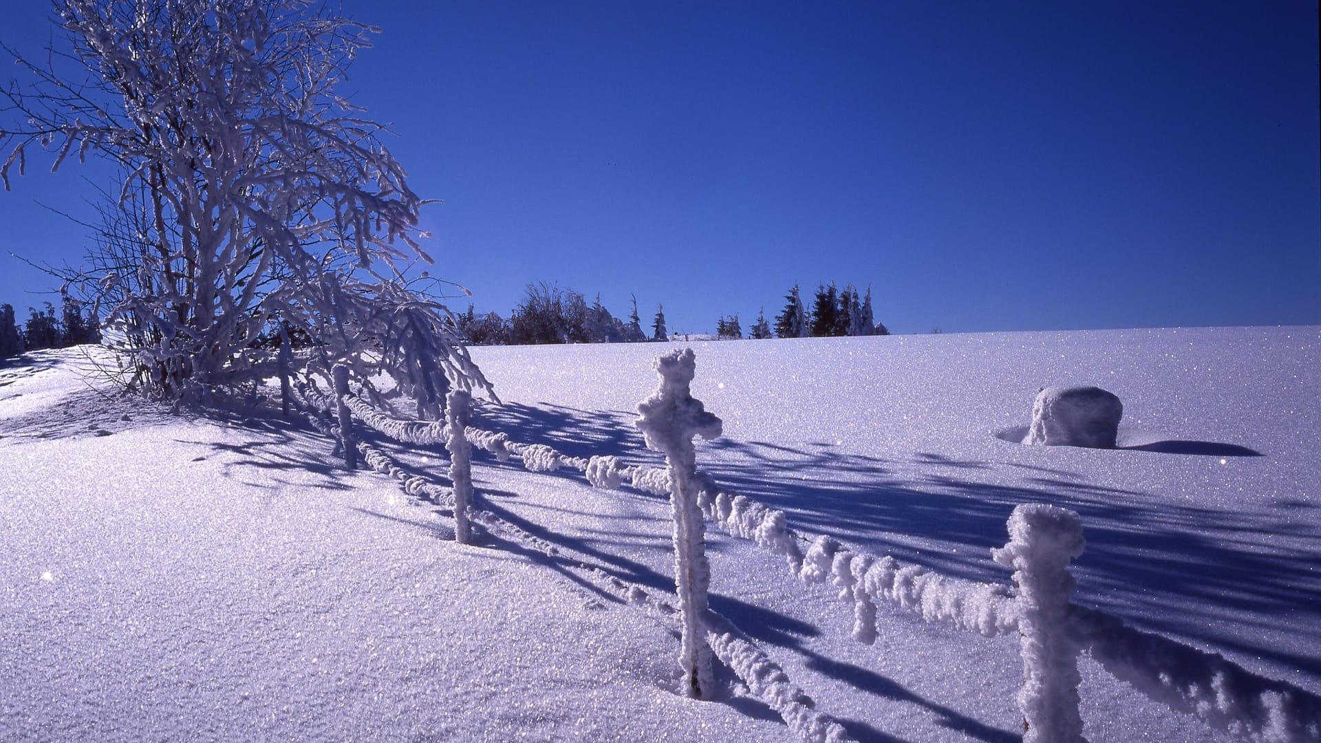 Solch eine Winterlandschaft wird in Deutschland zur Seltenheit: Der deutsche Winter hat in den letzten zehn Jahren 18 Frosttage verloren.