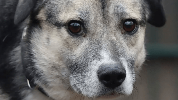 Tanea galt eigentlich als zugänglich, doch seit ihre beste Freundin das Tierheim verlassen hatte, habe sie den "Halt verloren", so die Einrichtung.