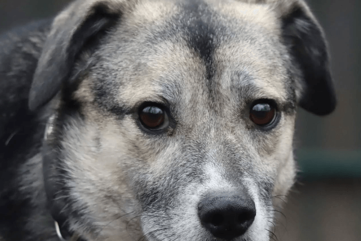 Tanea galt eigentlich als zugänglich, doch seit ihre beste Freundin das Tierheim verlassen hatte, habe sie den "Halt verloren", so die Einrichtung.