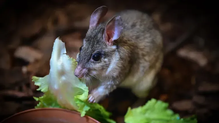 Das schmeckt: Die Nagetiere werden etwa 30 Zentimeter lang.