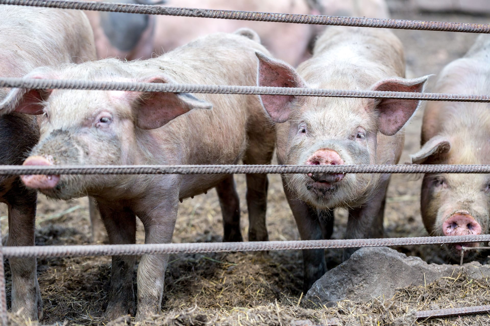 Schweine sind Allesfresser: Würden Sie auch einen Menschen essen?