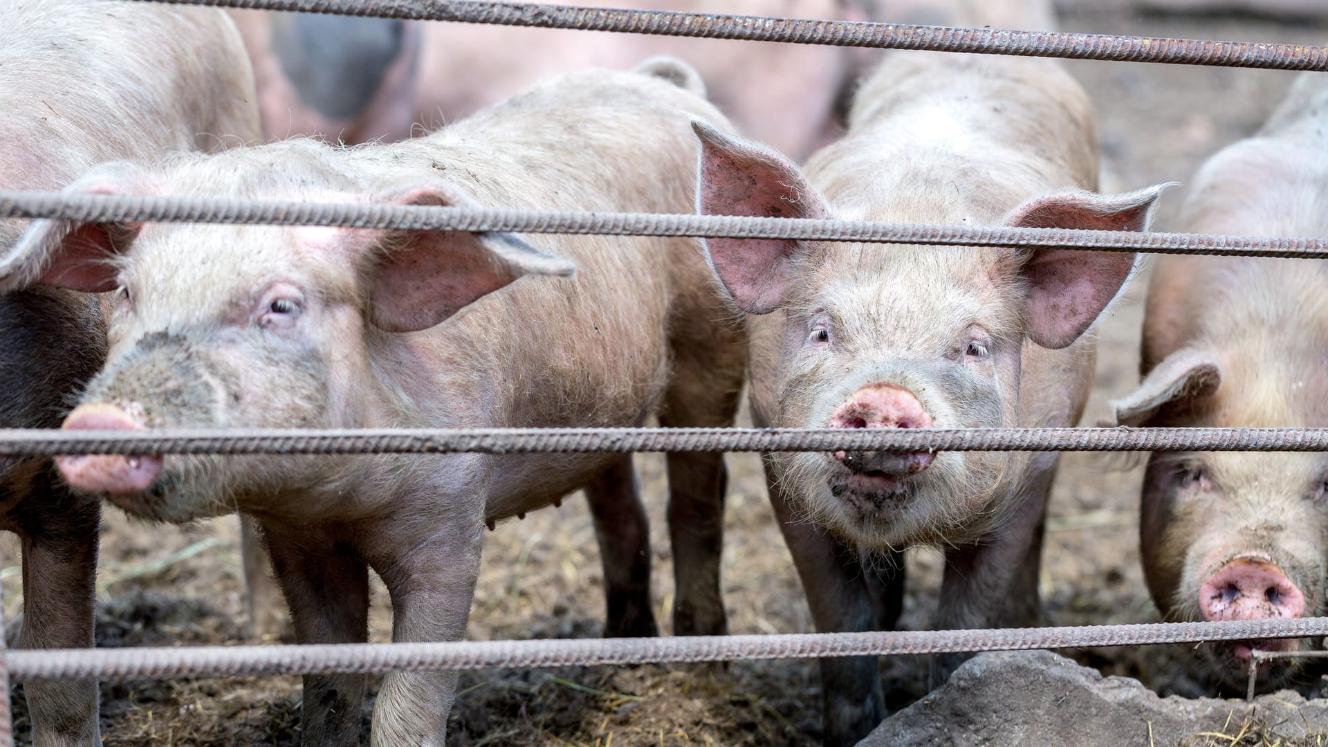 Schweine sind Allesfresser: Würden Sie auch einen Menschen essen?