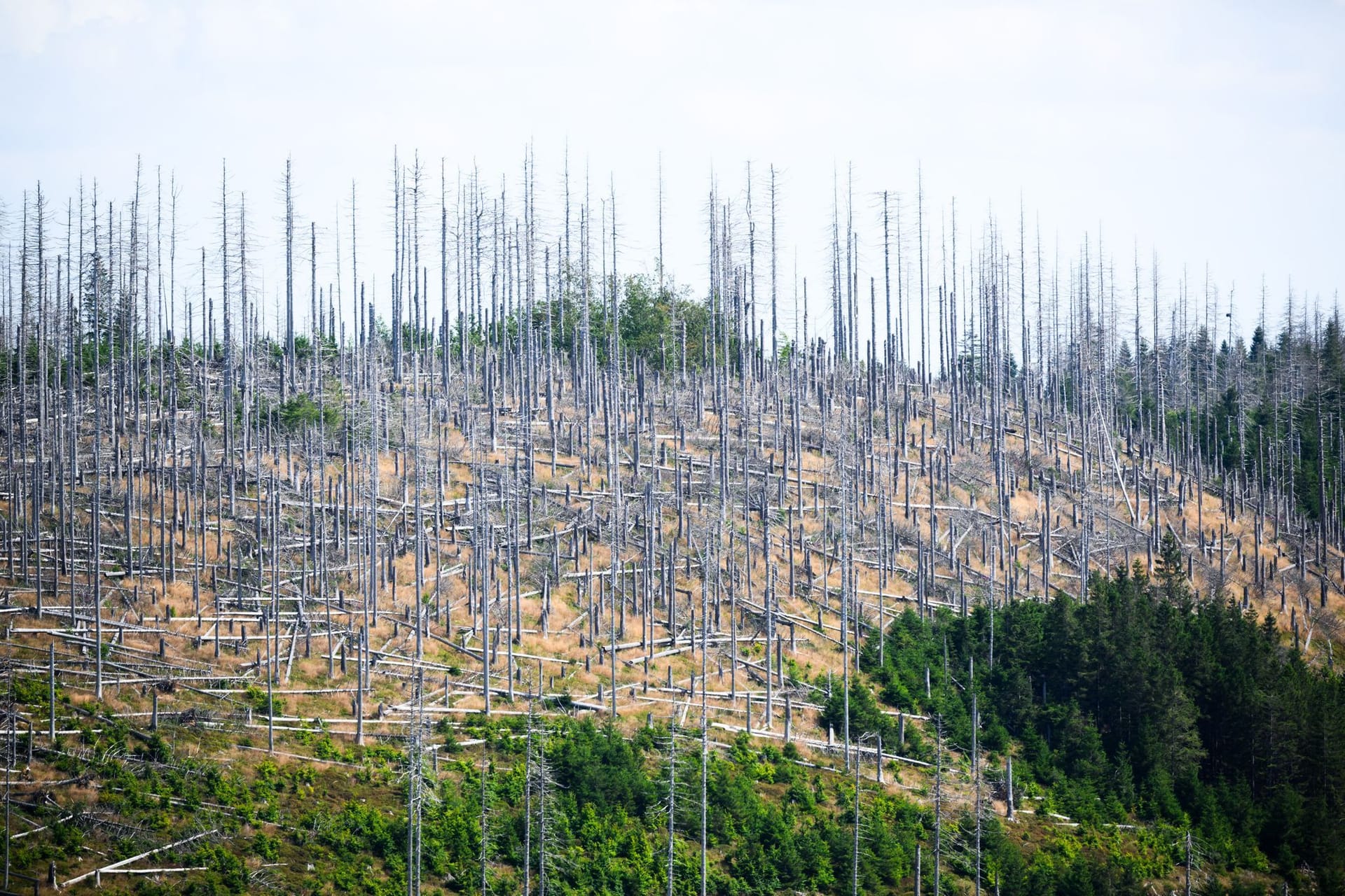 Waldsterben in Deutschland