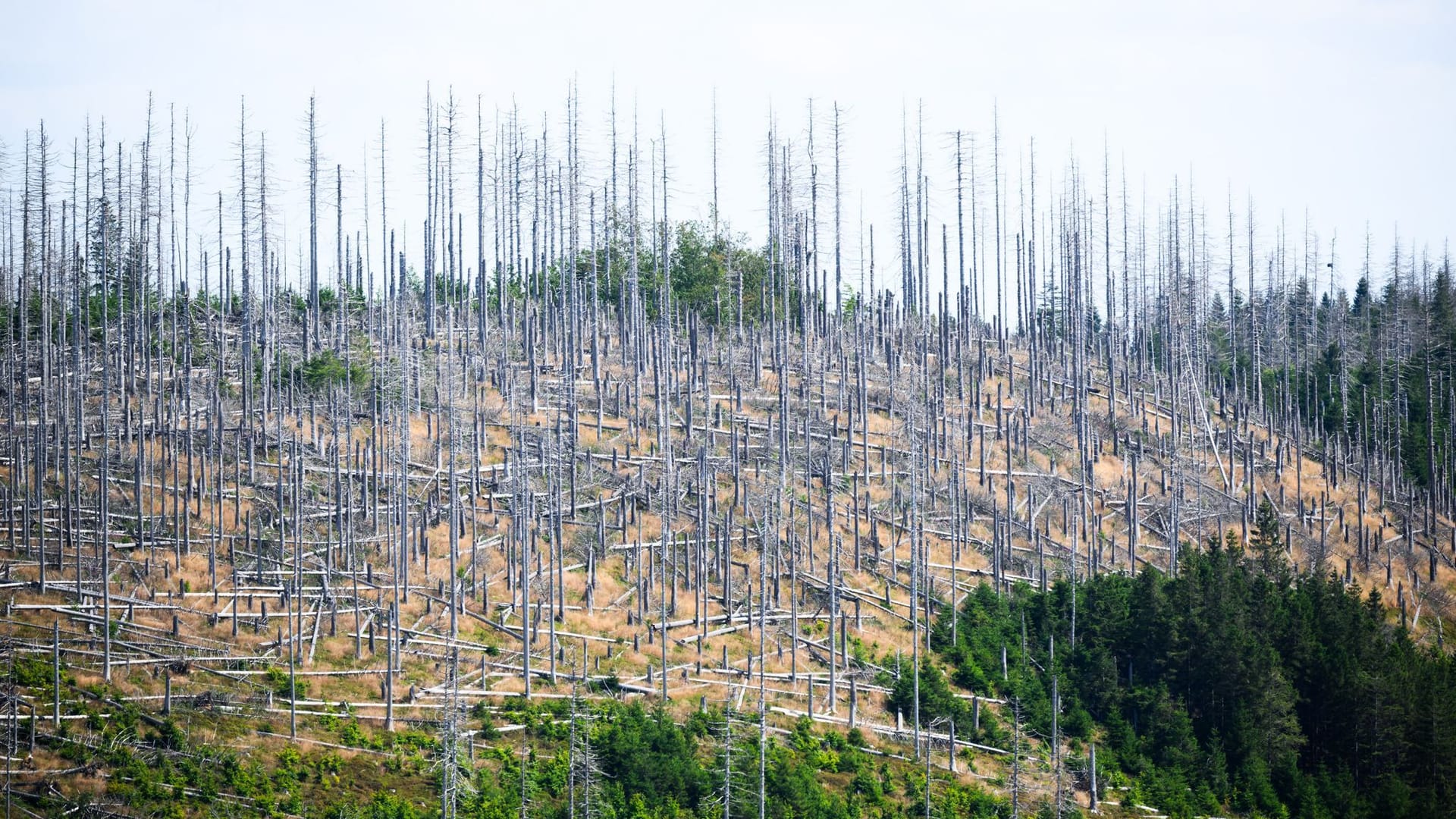 Waldsterben in Deutschland