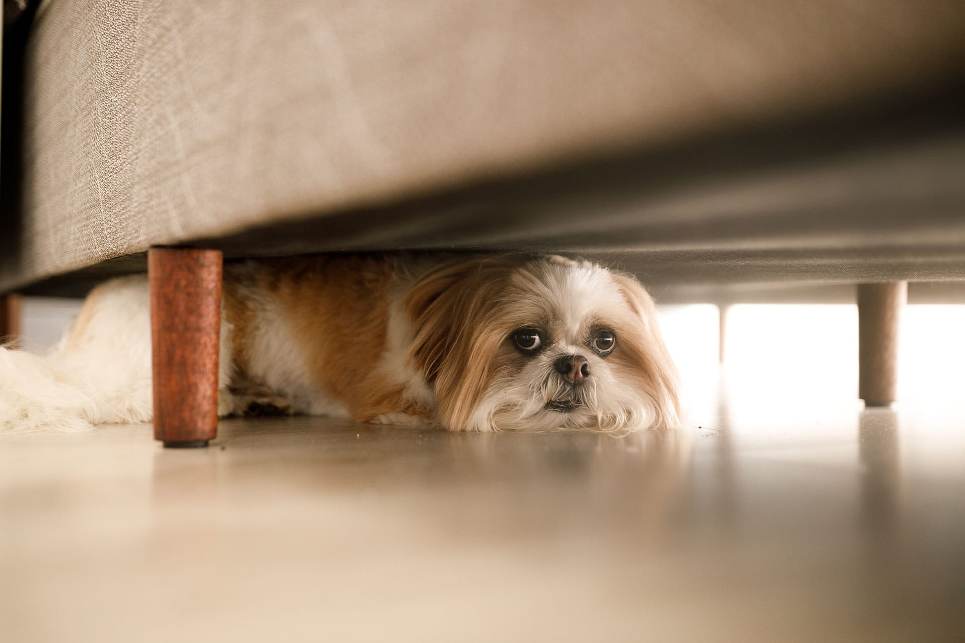 Zu viel Lärm: An Silvester geraten viele Hunde in Panik und bekommen Angst.