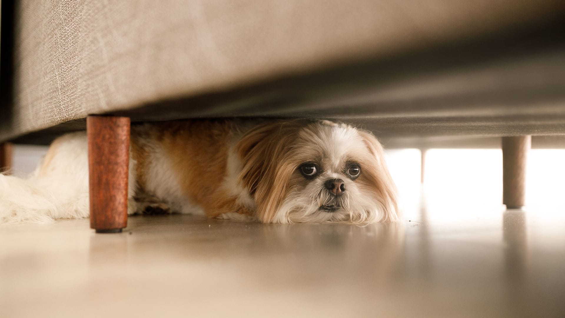 Zu viel Lärm: An Silvester geraten viele Hunde in Panik und bekommen Angst.