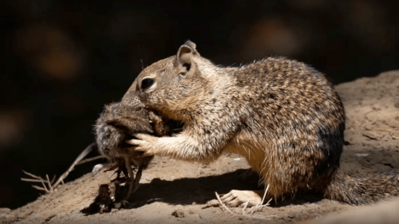 Ein Erdhörnchen verspeist eine Maus: Eine Studie zeigt, dass die Säuger keine Vegetarier sind.