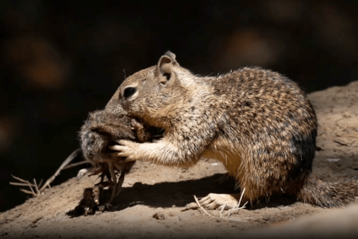 Ein Erdhörnchen verspeist eine Maus: Eine Studie zeigt, dass die Säuger keine Vegetarier sind.