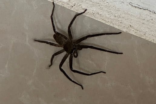 Eine Huntsman-Spinne (Symbolbild): Diese Tiere sind in Asien sehr verbreitet, aber ungiftig.