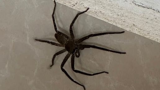 Eine Huntsman-Spinne (Symbolbild): Diese Tiere sind in Asien sehr verbreitet, aber ungiftig.