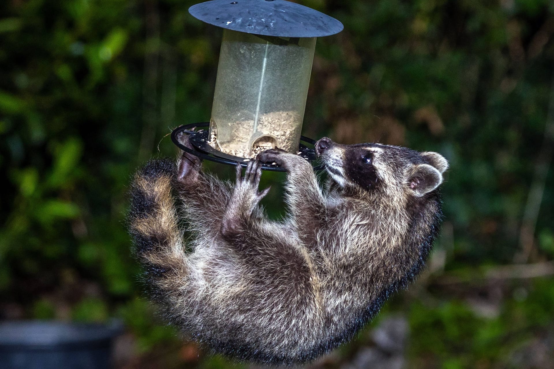 Unliebsamer Gast: Ein Waschbär bedient sich an einer Futterstelle für Vögel.