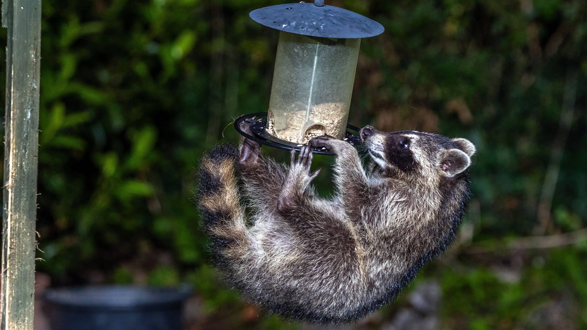 Unliebsamer Gast: Ein Waschbär bedient sich an einer Futterstelle für Vögel.