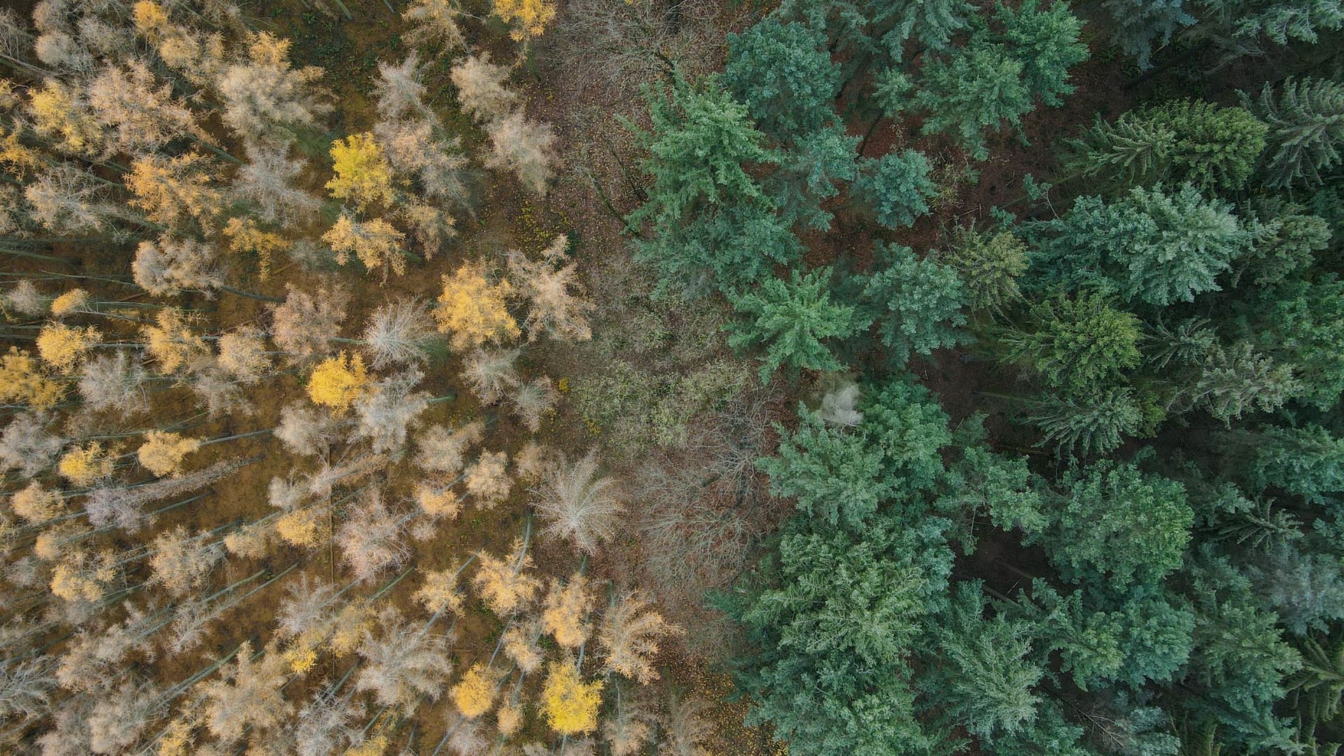 Spätherbst im Wald