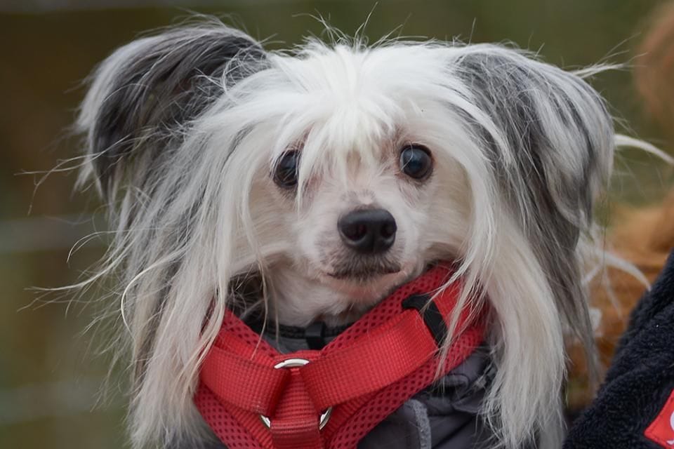 Hund Frodo ist bereits seit einer Weile im Essener Tierheim untergebracht. Dennoch hofft der Vierbeiner, schon bald ein neues Zuhause zu finden.