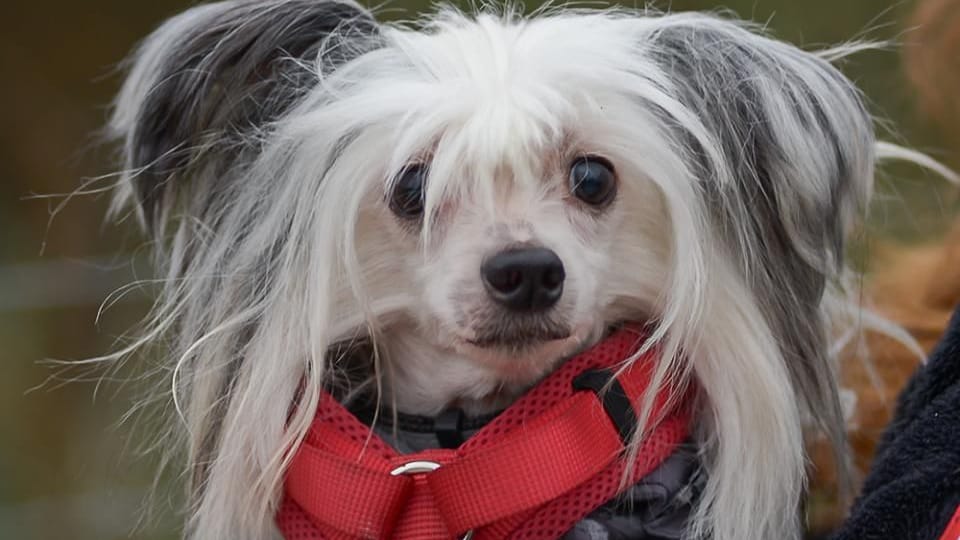 Hund Frodo ist bereits seit einer Weile im Essener Tierheim untergebracht. Dennoch hofft der Vierbeiner, schon bald ein neues Zuhause zu finden.