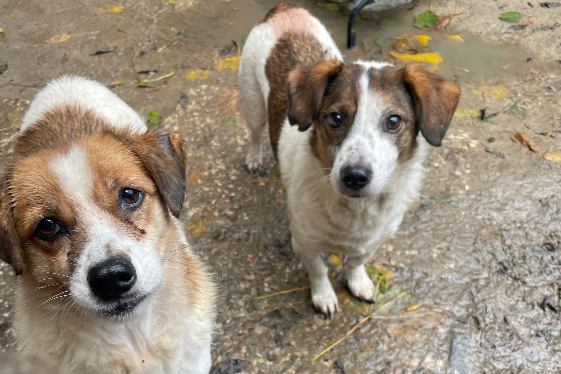 75 Hunde in einem Haushalt: Das Veterinäramt musste im Landkreis Stade durchgreifen.