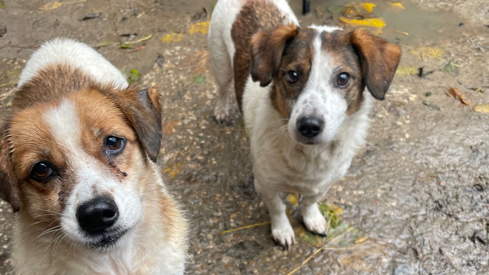 75 Hunde in einem Haushalt: Das Veterinäramt musste im Landkreis Stade durchgreifen.