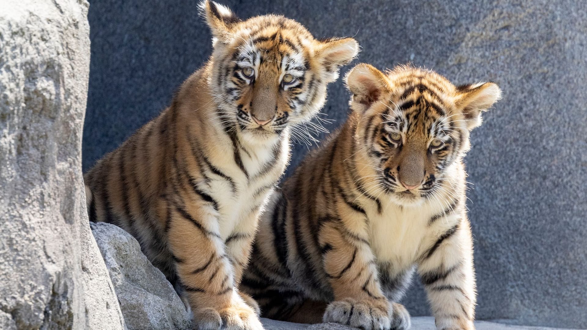 Tigerbabys erstmals im Außengehege