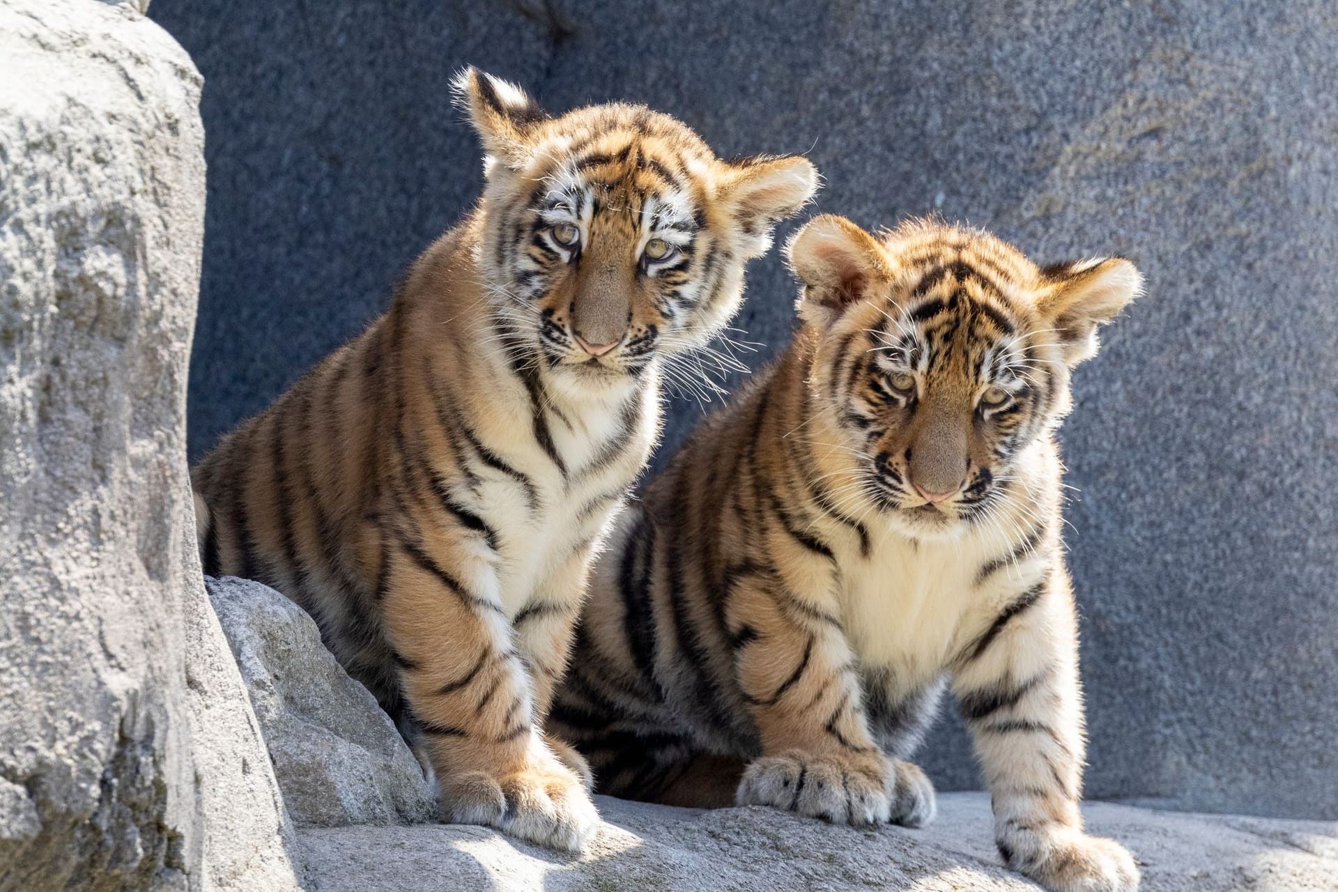 Tigerbabys erstmals im Außengehege