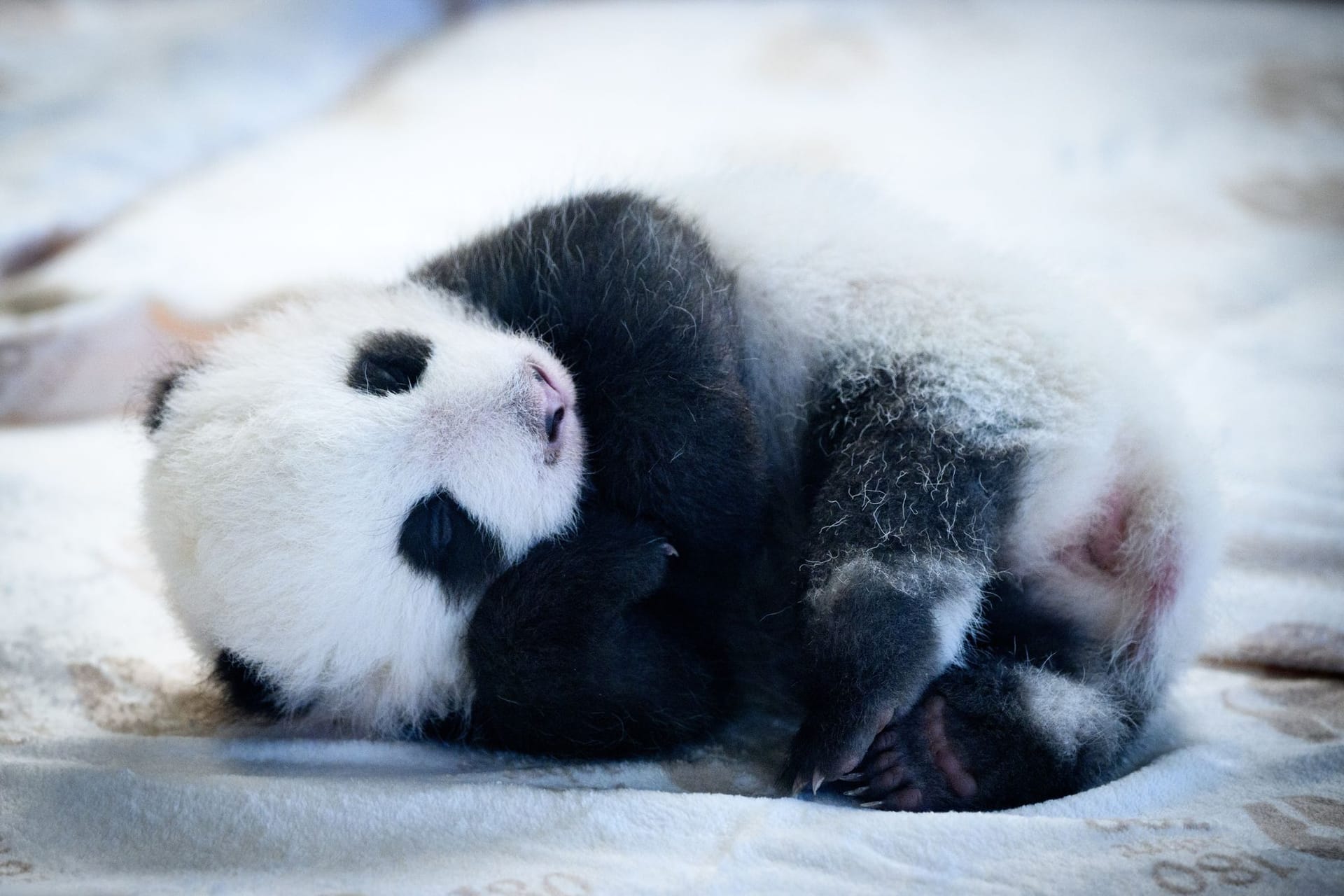 Panda-Nachwuchs im Zoo Berlin