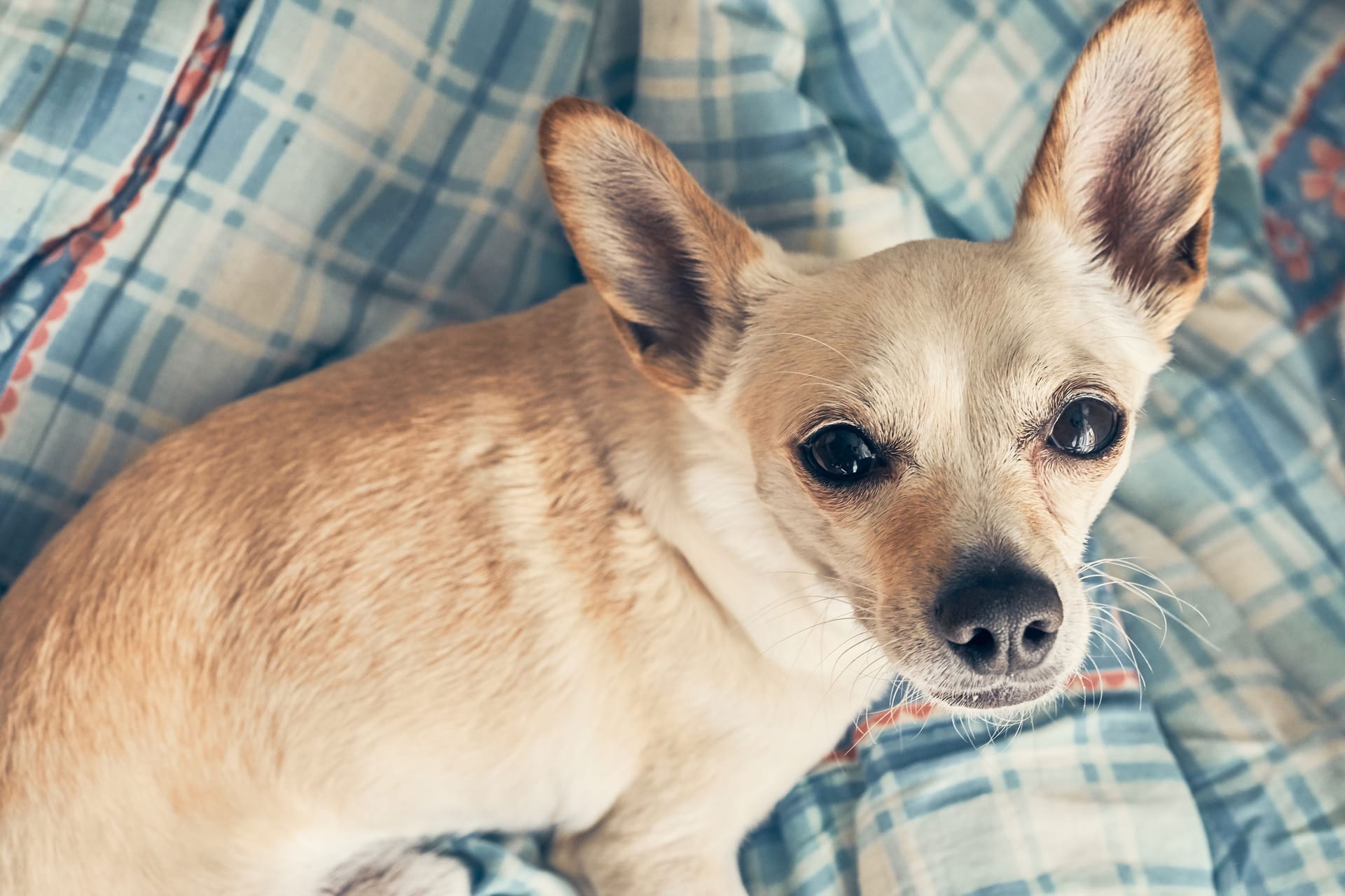 Ein Chihuahua auf einer Decke (Symbolbild): In Eschweiler hat ein Unbekannter einen Chihuahua entsorgt. Die Suche nach dem Halter läuft.