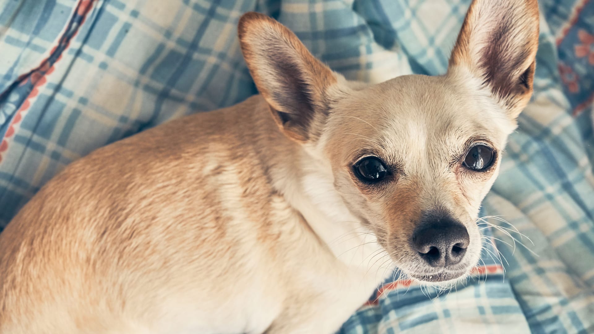 Ein Chihuahua auf einer Decke (Symbolbild): In Eschweiler hat ein Unbekannter einen Chihuahua entsorgt. Die Suche nach dem Halter läuft.