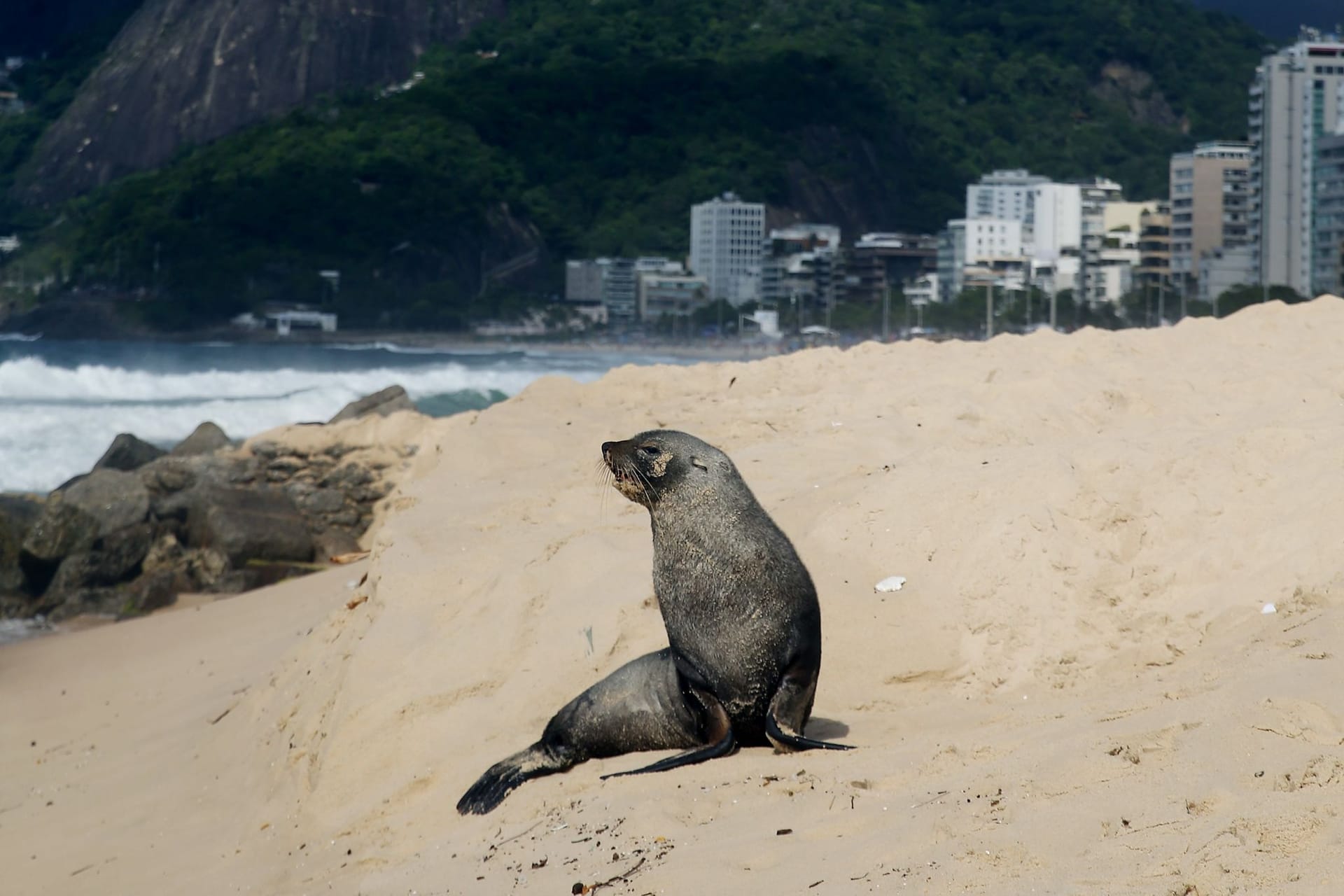 Ungewöhnlicher Besucher: Ein Seebär in Ipanema