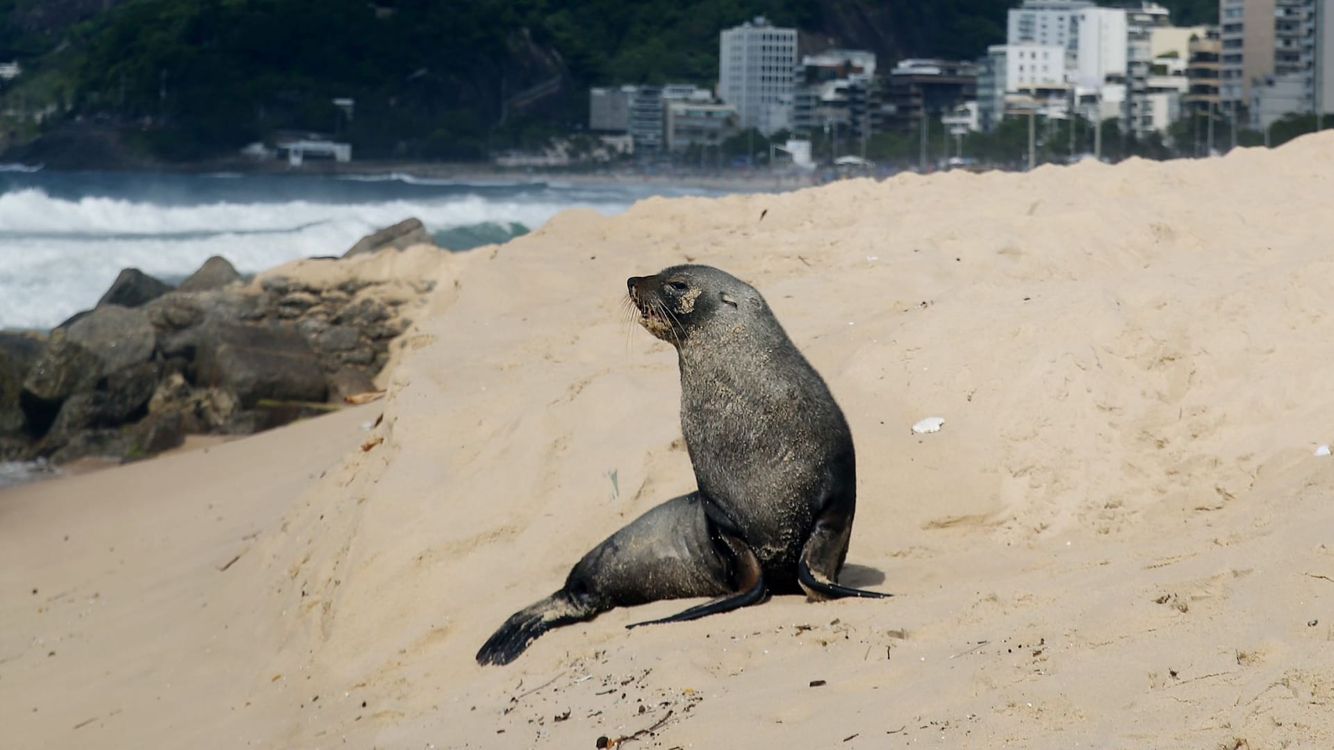 Ungewöhnlicher Besucher: Ein Seebär in Ipanema