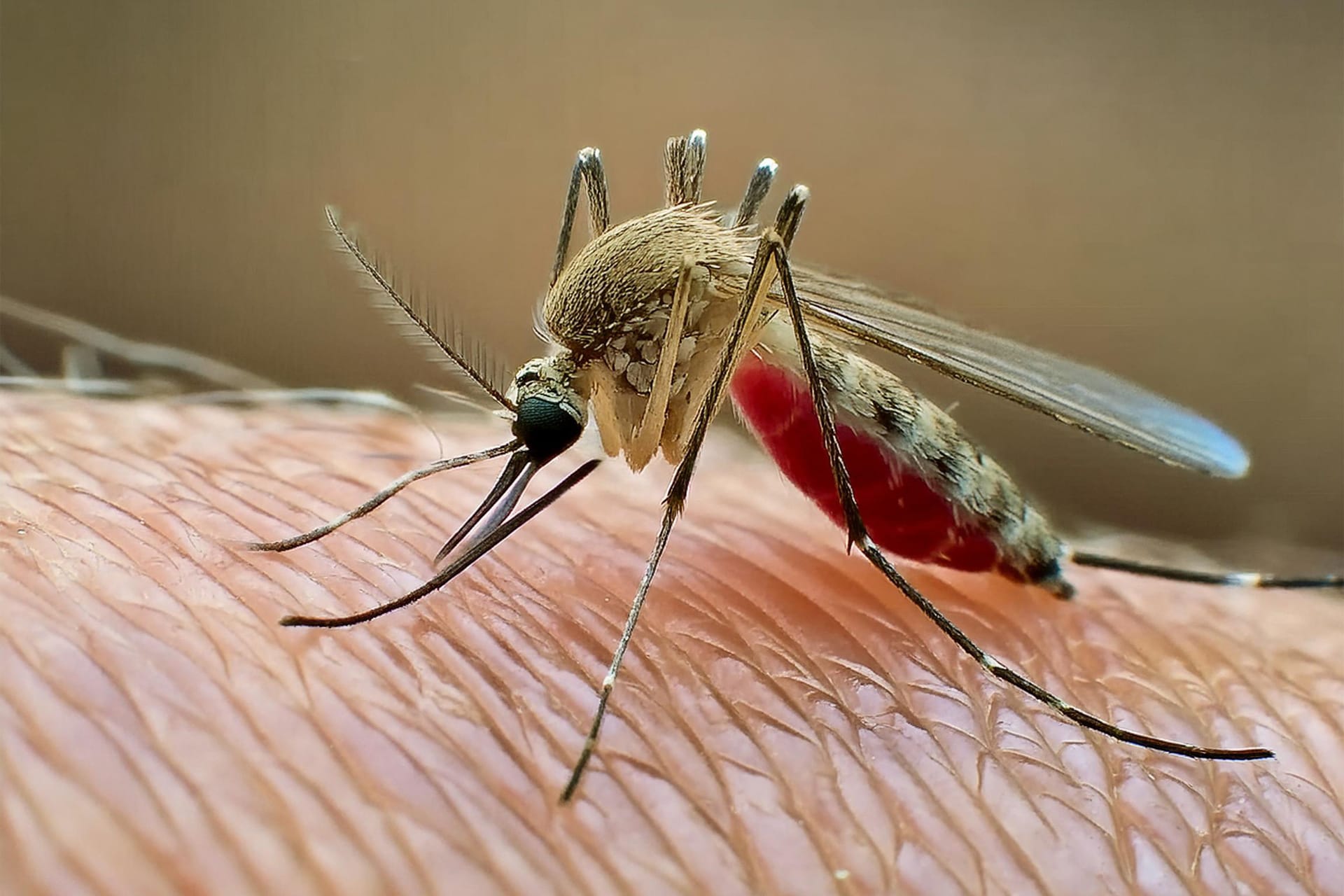 Aedes aegypti-Mücke: Die asiatische Tigermücke überträgt das Virus.