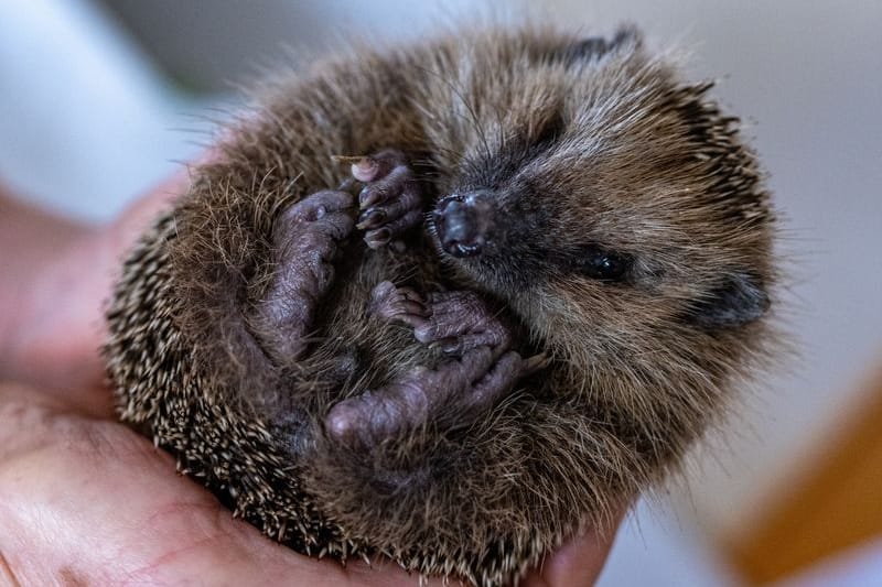 Monika Lüdtke hält einen Igel in ihren Händen. In ihrer Igel-Hilfsstation werden verletzte oder unterernährte Igel aufgepäppelt, um sie auf den Winterschlaf vorzubereiten. Mehr als 140 Igel tummeln sich in der privaten Igel-Hilfsstation der Rentnerin.