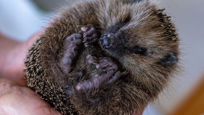 Monika Lüdtke hält einen Igel in ihren Händen. In ihrer Igel-Hilfsstation werden verletzte oder unterernährte Igel aufgepäppelt, um sie auf den Winterschlaf vorzubereiten. Mehr als 140 Igel tummeln sich in der privaten Igel-Hilfsstation der Rentnerin.