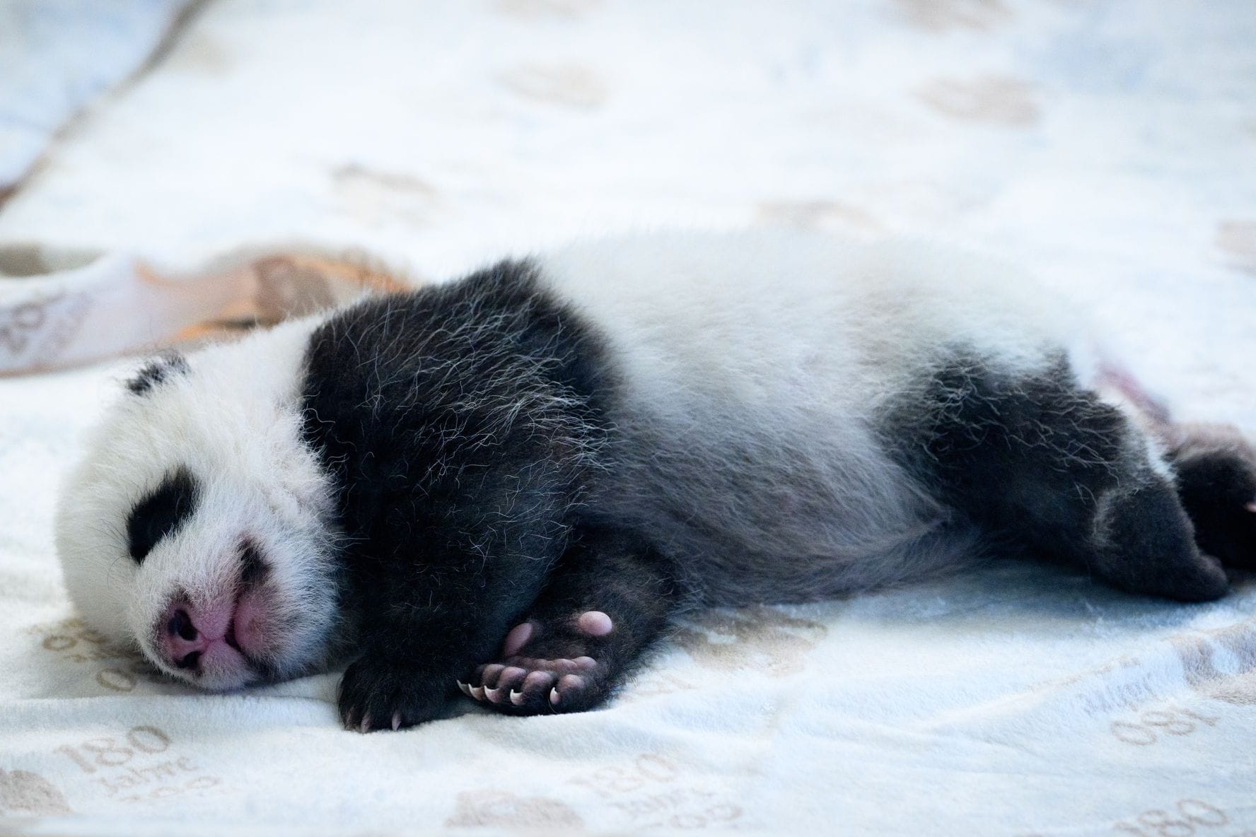 Panda-Nachwuchs im Zoo Berlin