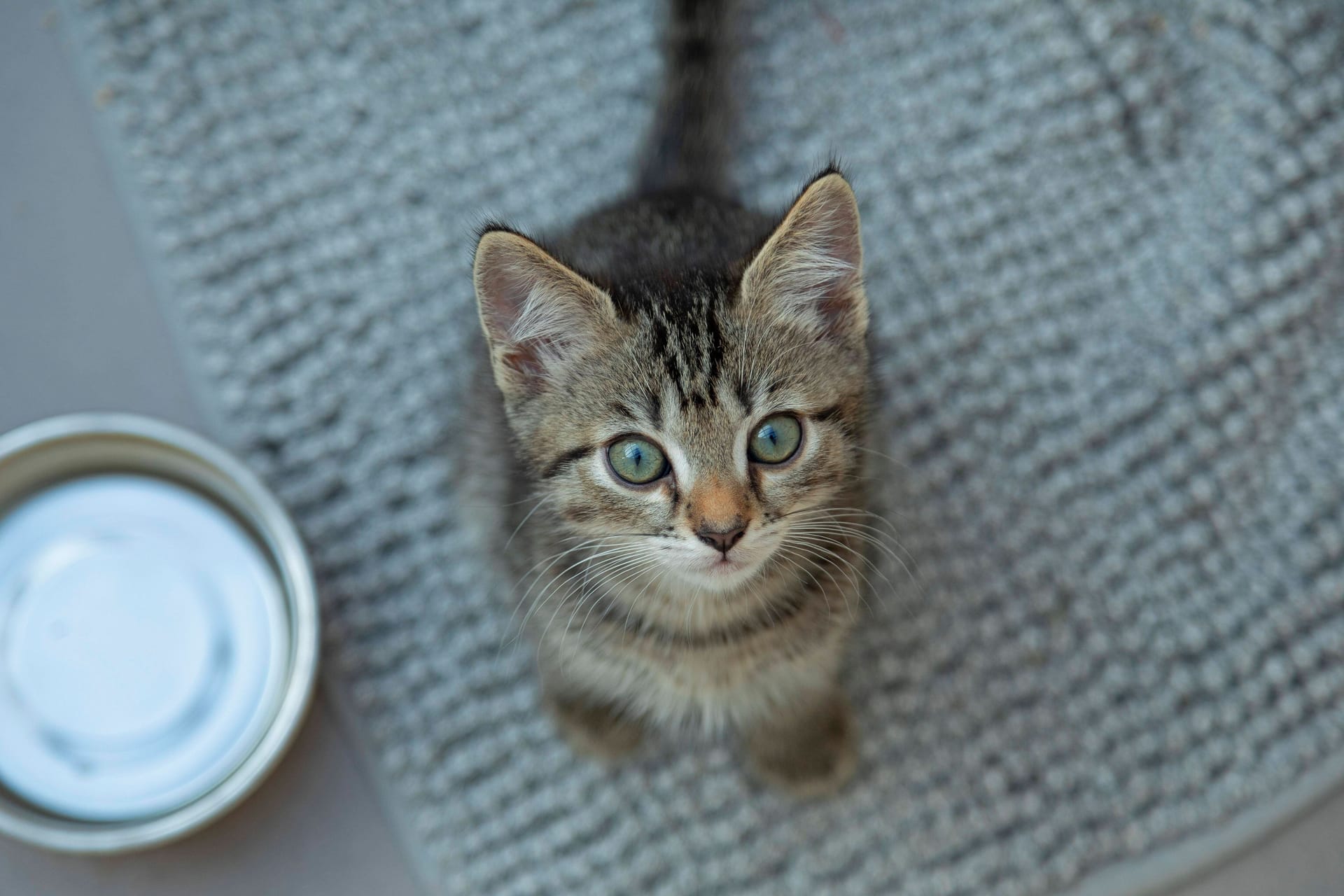 nine weeks Old getigertes Kittens looks in Camera, Germany, Europe Copyright: imageBROKER/SiegfriedxKuttig ibxshg09475960.jpg ,model released, Symbolfoto ,property released Bitte beachten Sie die gesetzlichen Bestimmungen des deutschen Urheberrechtes hinsichtlich der Namensnennung des Fotografen im direkten Umfeld der Veröffentlichung