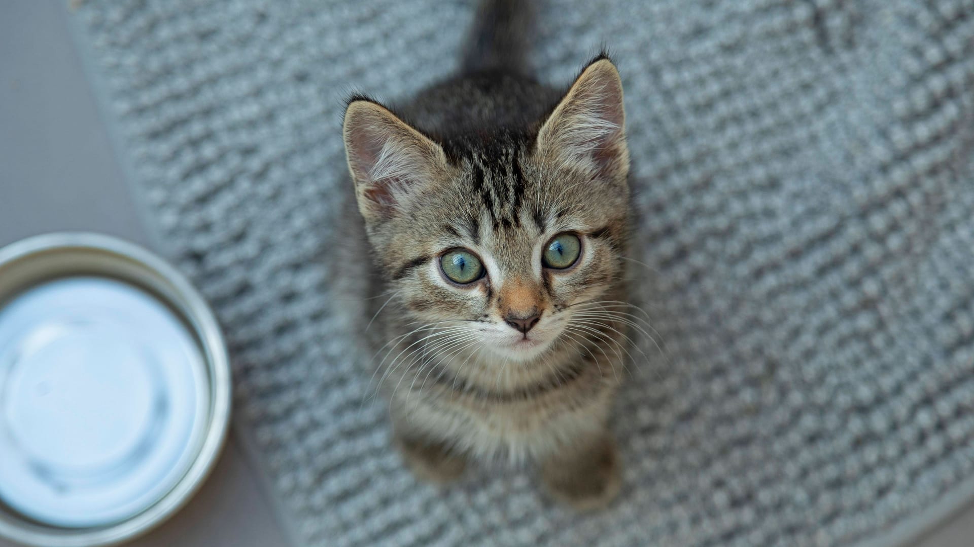 nine weeks Old getigertes Kittens looks in Camera, Germany, Europe Copyright: imageBROKER/SiegfriedxKuttig ibxshg09475960.jpg ,model released, Symbolfoto ,property released Bitte beachten Sie die gesetzlichen Bestimmungen des deutschen Urheberrechtes hinsichtlich der Namensnennung des Fotografen im direkten Umfeld der Veröffentlichung