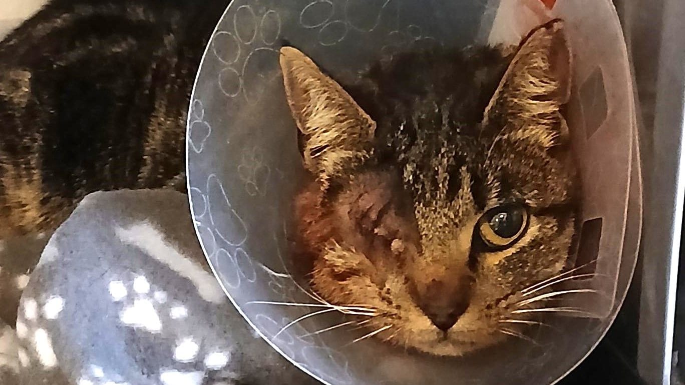 Katze Hilda hat nur noch ein Auge: Das schüchterne Tier wurde in Hamburg-Wandsbek angeschossen.