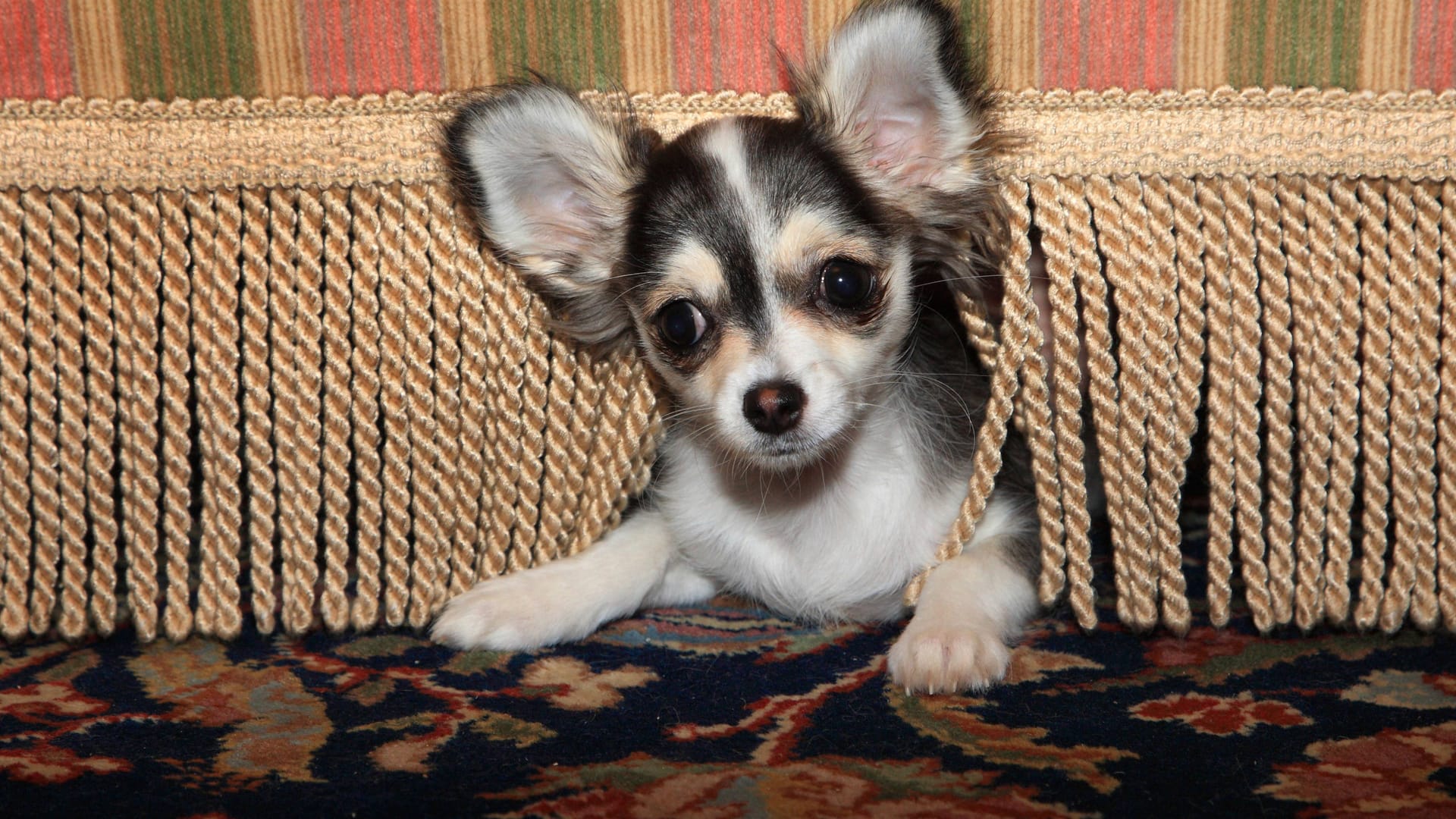 Ein junger Chihuahua versteckt sich unter einem Sessel (Symbolbild): Für Tiere ist Feuerwerk zu Silvester oft großer Stress.