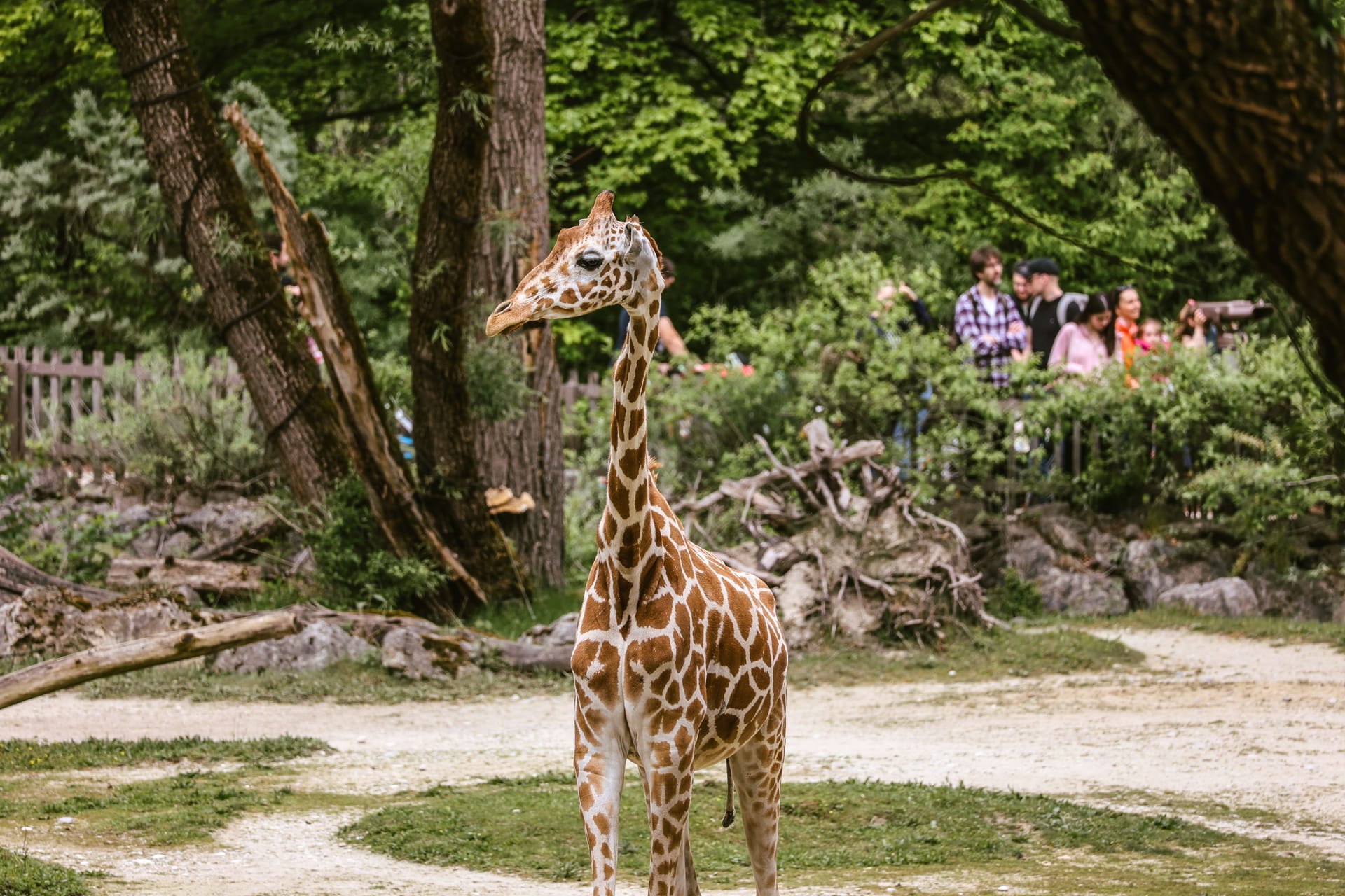 Giraffenweibchen Taziyah (Archivbild): Das Tier hatte schon das ganze Wochenende über gesundheitliche Probleme.