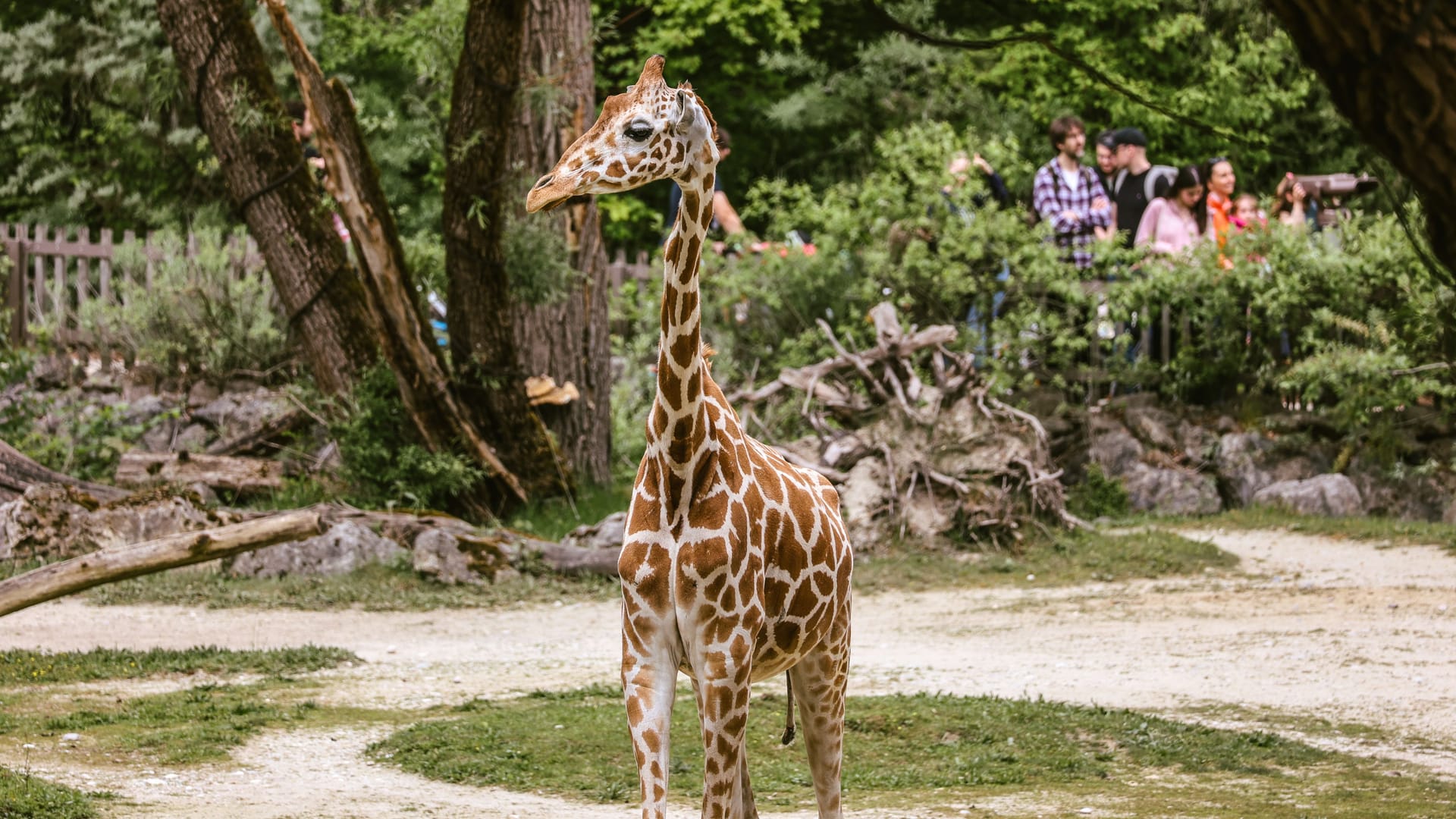 Giraffenweibchen Taziyah (Archivbild): Das Tier hatte schon das ganze Wochenende über gesundheitliche Probleme.