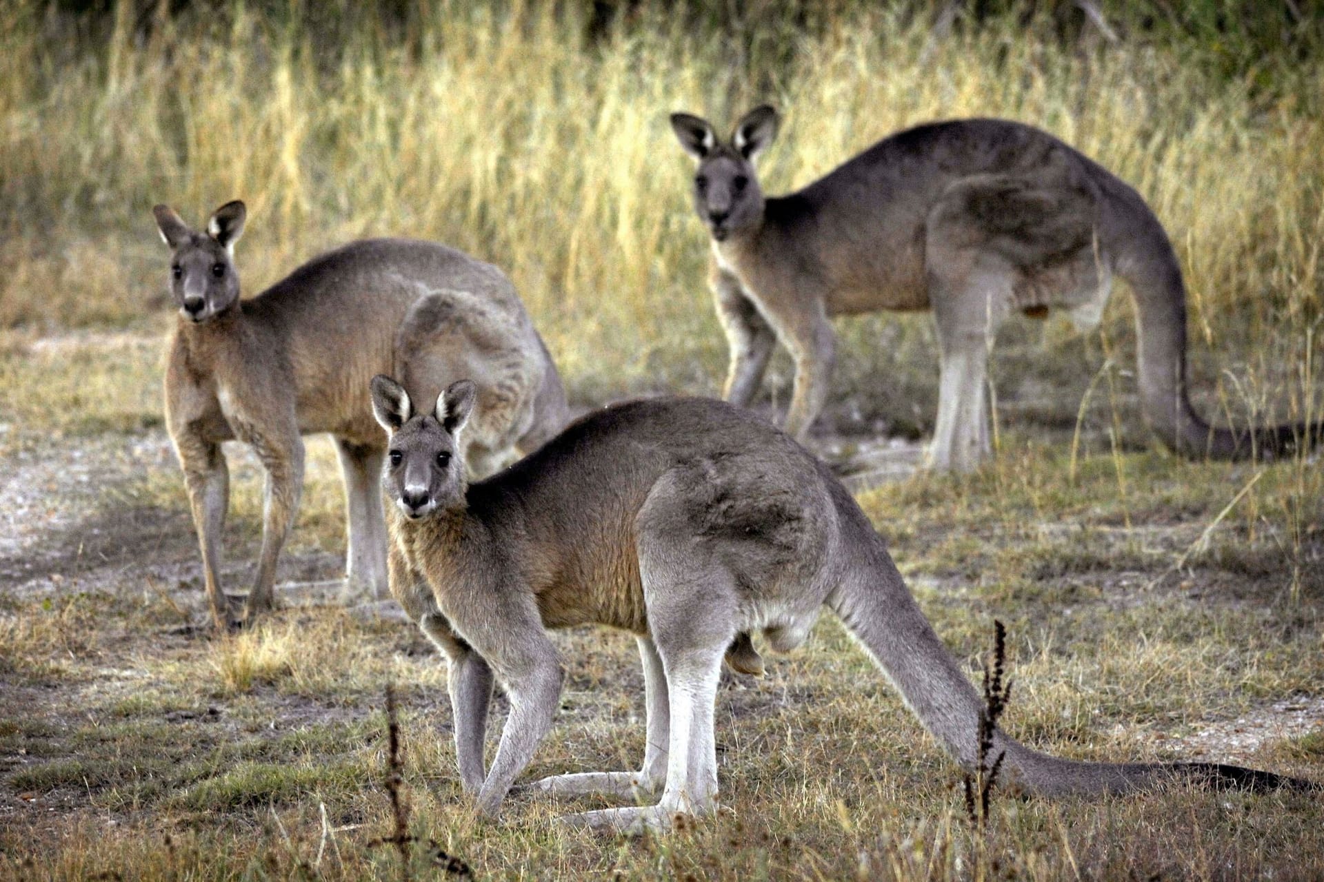 Fast 100 Kängurus in Australien erschossen