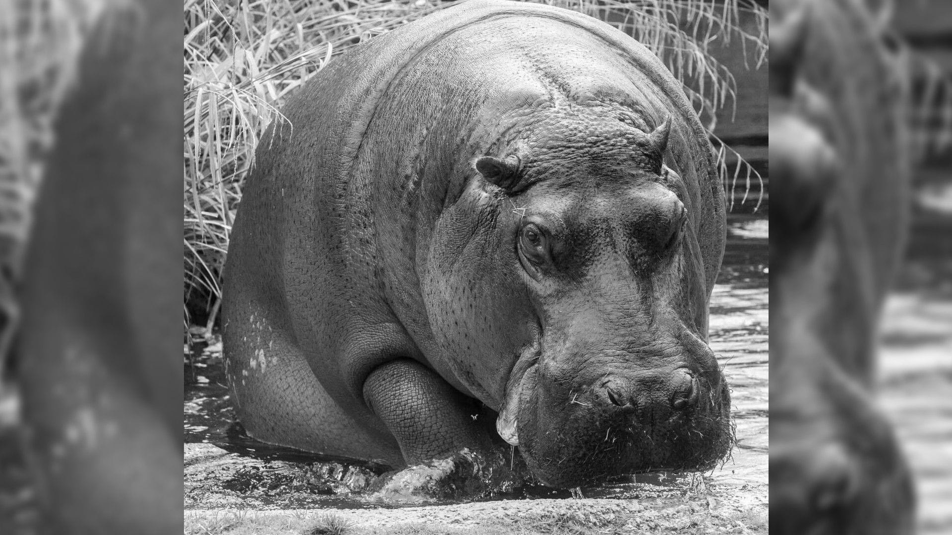 Flusspferddame Nicole: Sie musste vom Zoo eingeschläfert werden.