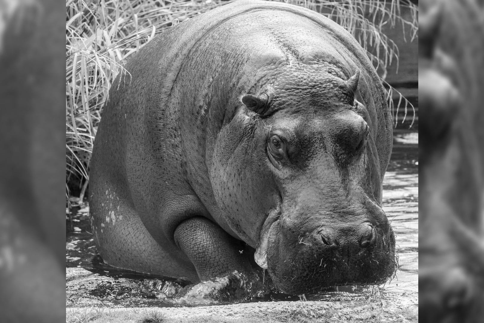 Flusspferddame Nicole: Sie musste vom Zoo eingeschläfert werden.