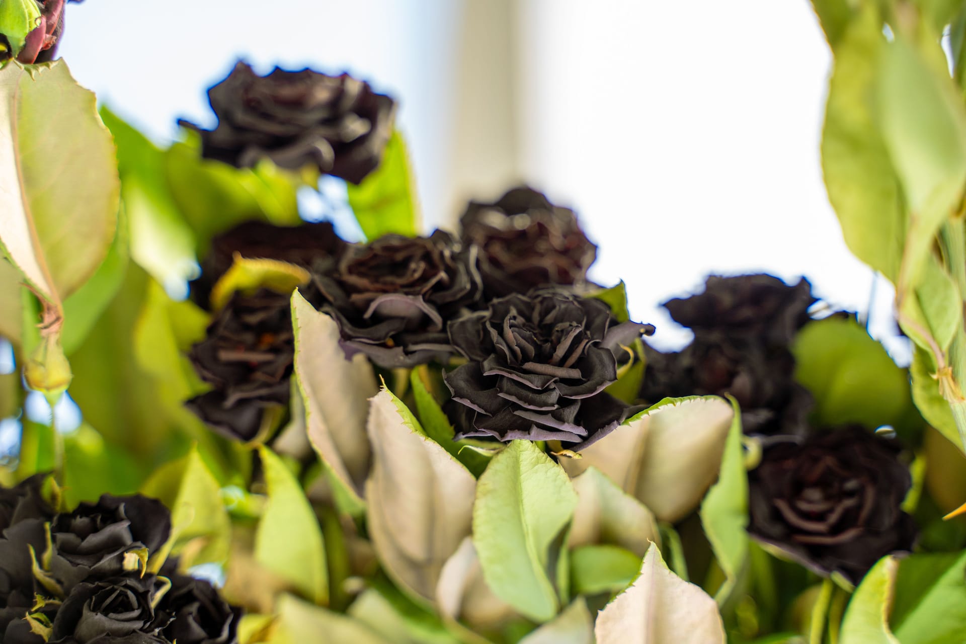 The famous black rose in Halfeti district of Sanliurfa.