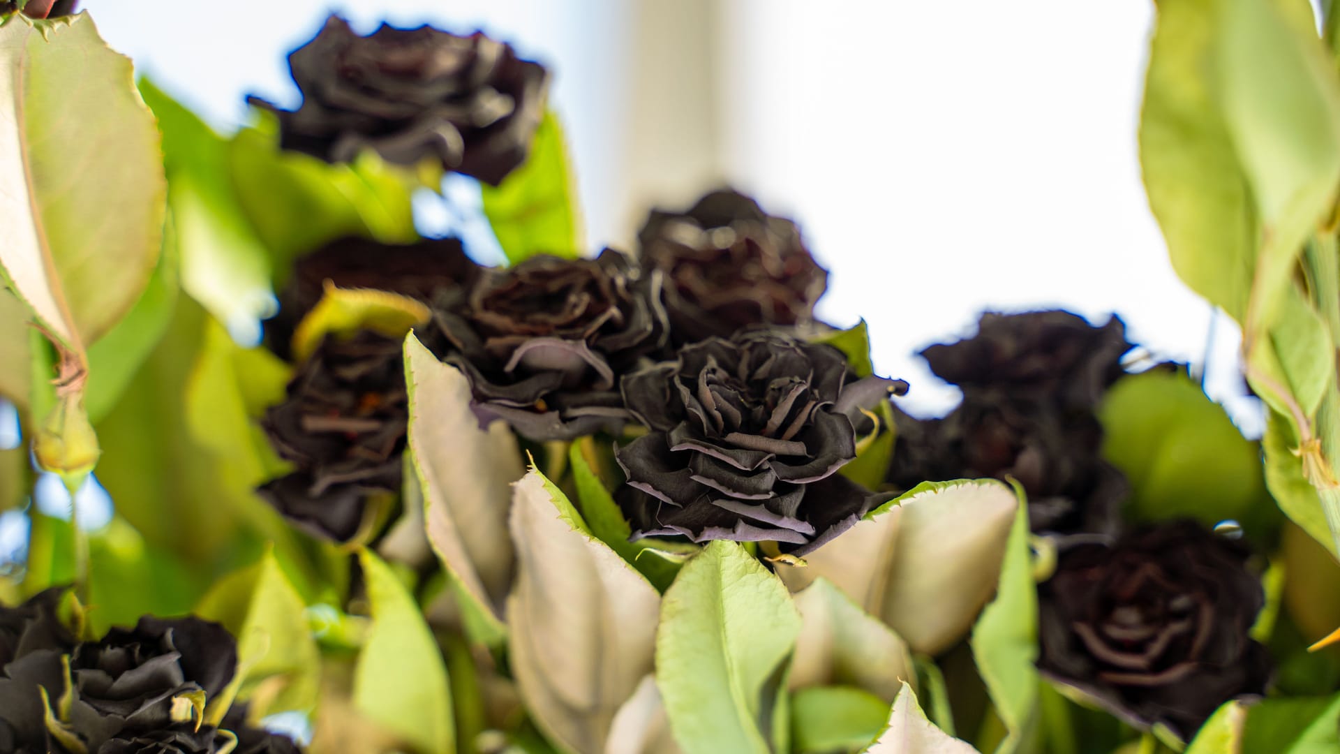 The famous black rose in Halfeti district of Sanliurfa.